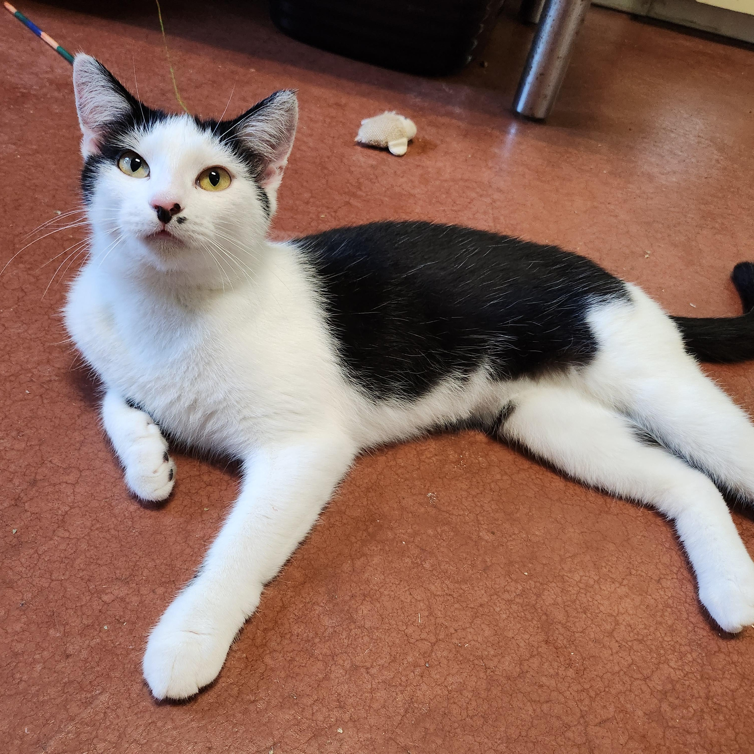 Marilyn, a Adoptable Domestic Short Hair in Tioga, PA image 5/6