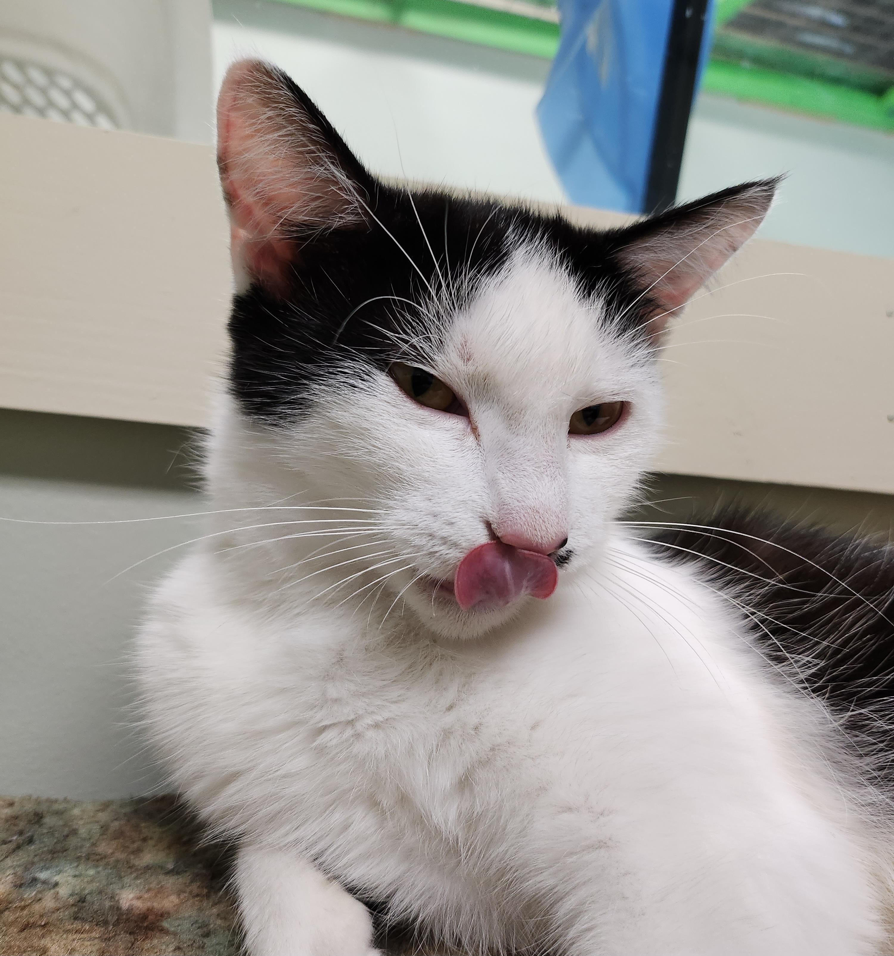 Marilyn, a Adoptable Domestic Short Hair in Tioga, PA image 2/6