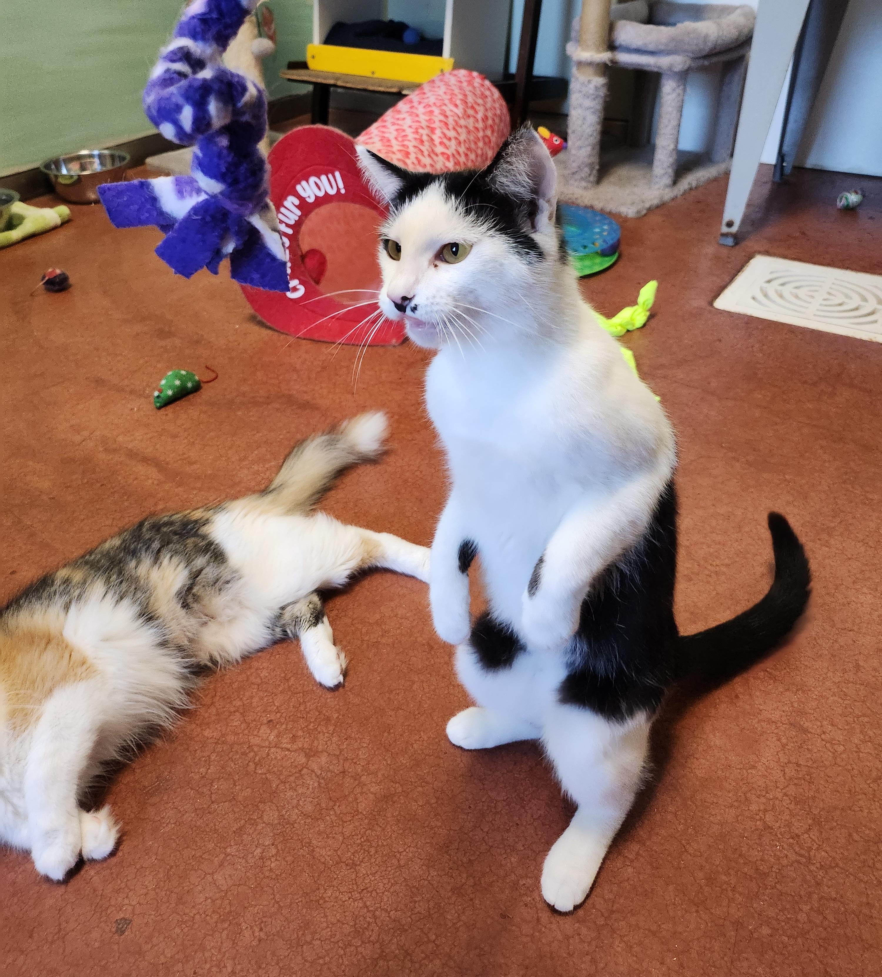 Marilyn, a Adoptable Domestic Short Hair in Tioga, PA image 3/6