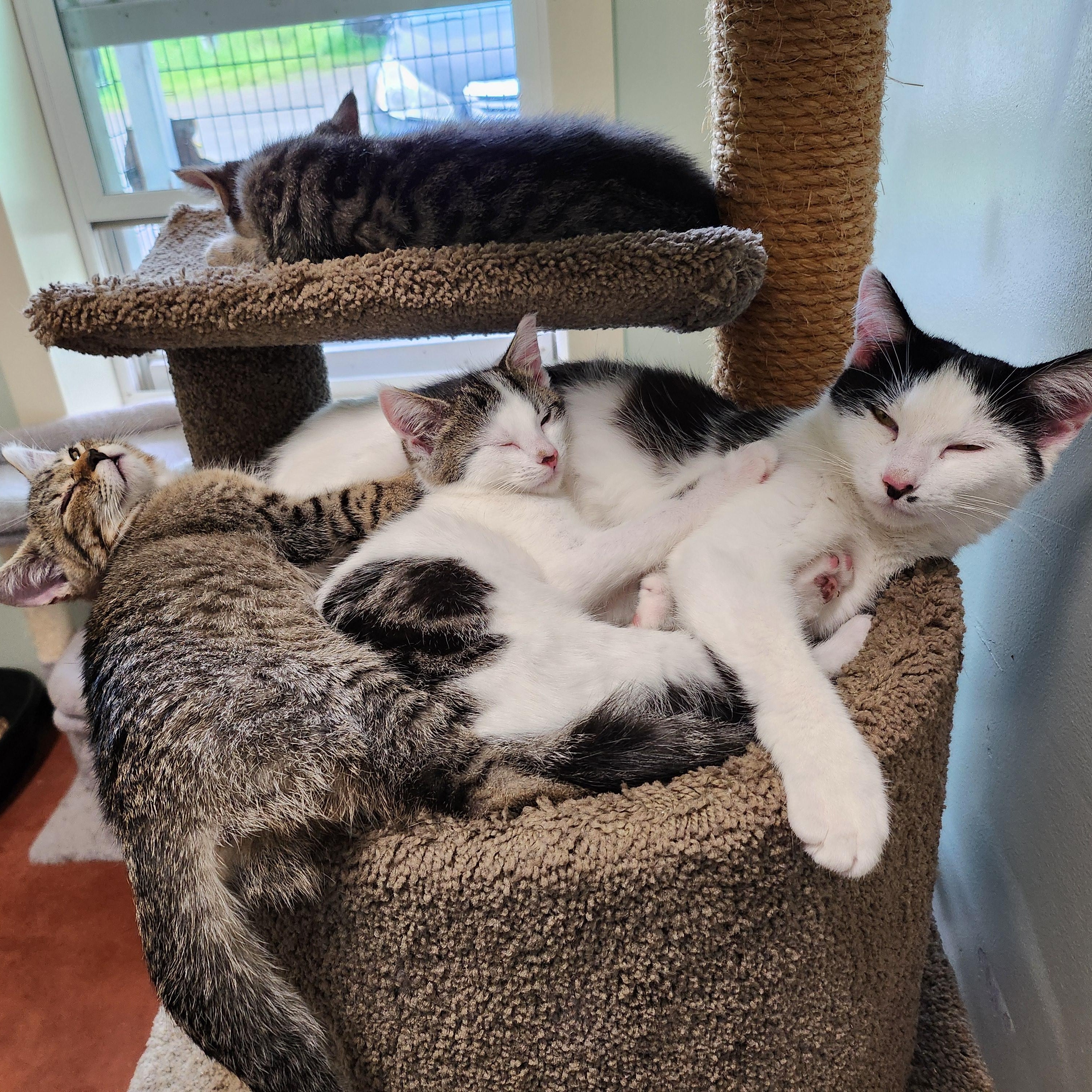 Marilyn, a Adoptable Domestic Short Hair in Tioga, PA image 6/6