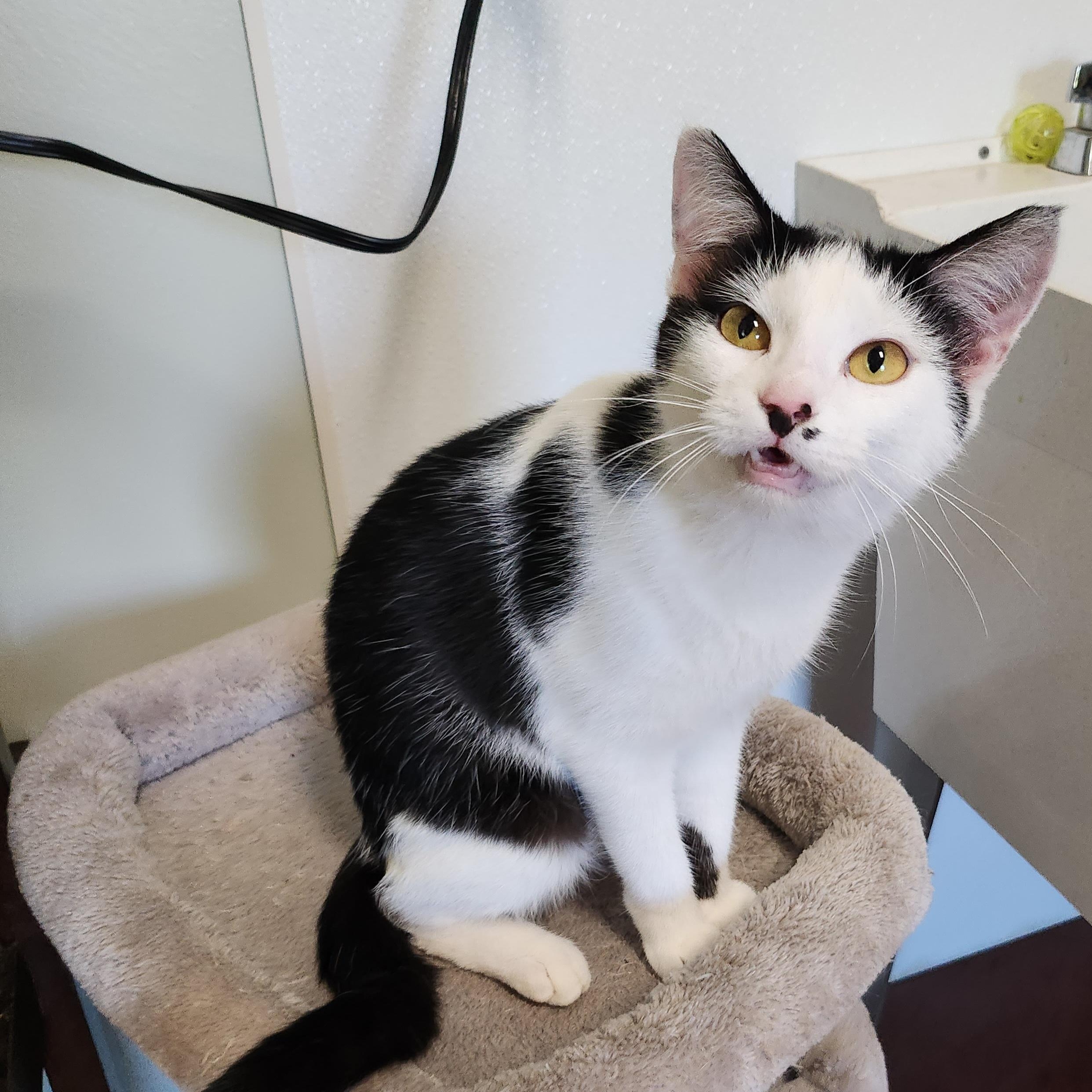 Marilyn, a Adoptable Domestic Short Hair in Tioga, PA image 4/6