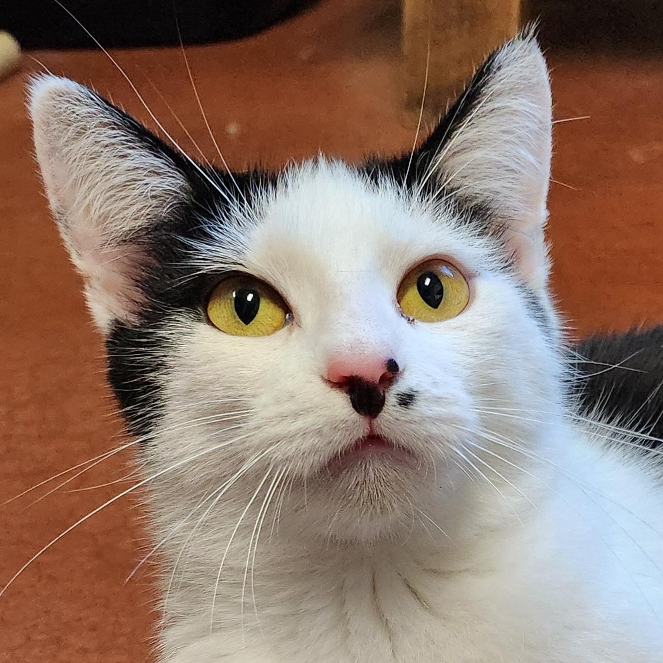 Marilyn, a Adoptable Domestic Short Hair in Tioga, PA image 1/6