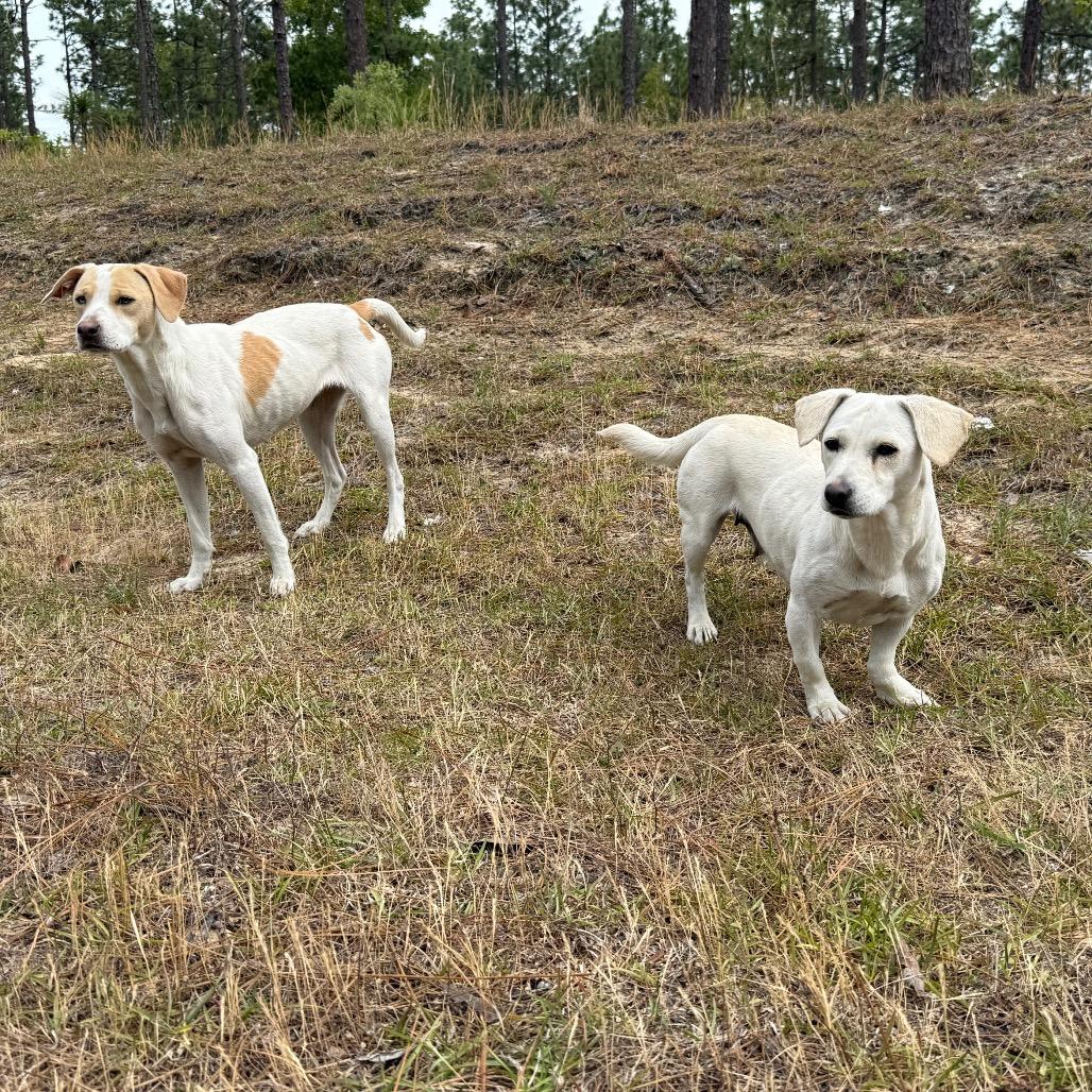Miranda, Adoptable, Adult Female Basset Hound & Mixed Breed.
