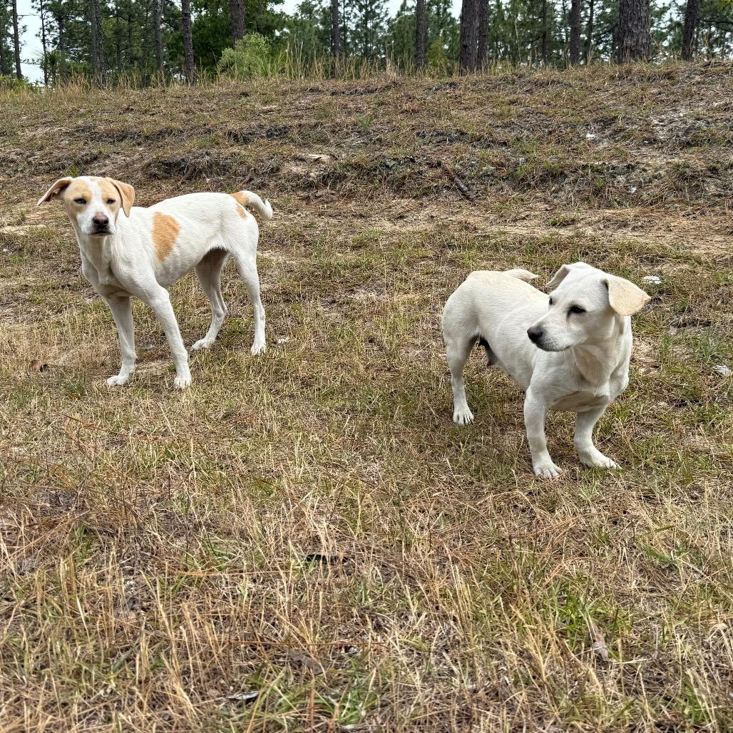 Miranda, a Adoptable mixed breed in Aberdeen, NC image 2/5