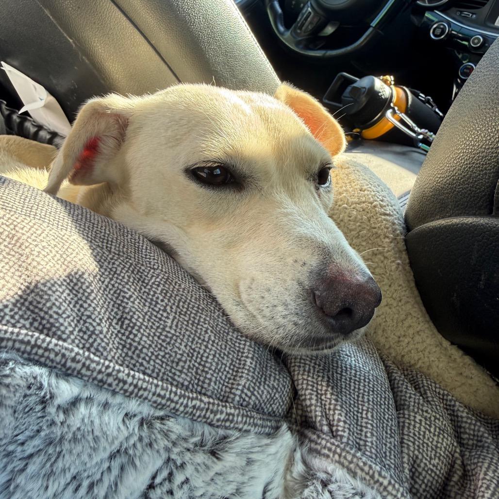 Miranda, a Adoptable mixed breed in Aberdeen, NC image 3/5
