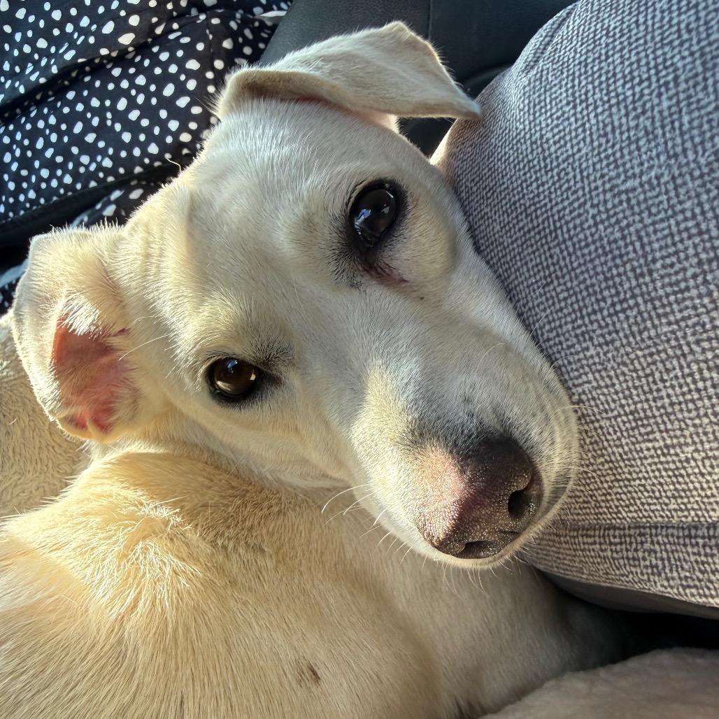 Miranda, a Adoptable mixed breed in Aberdeen, NC image 4/5
