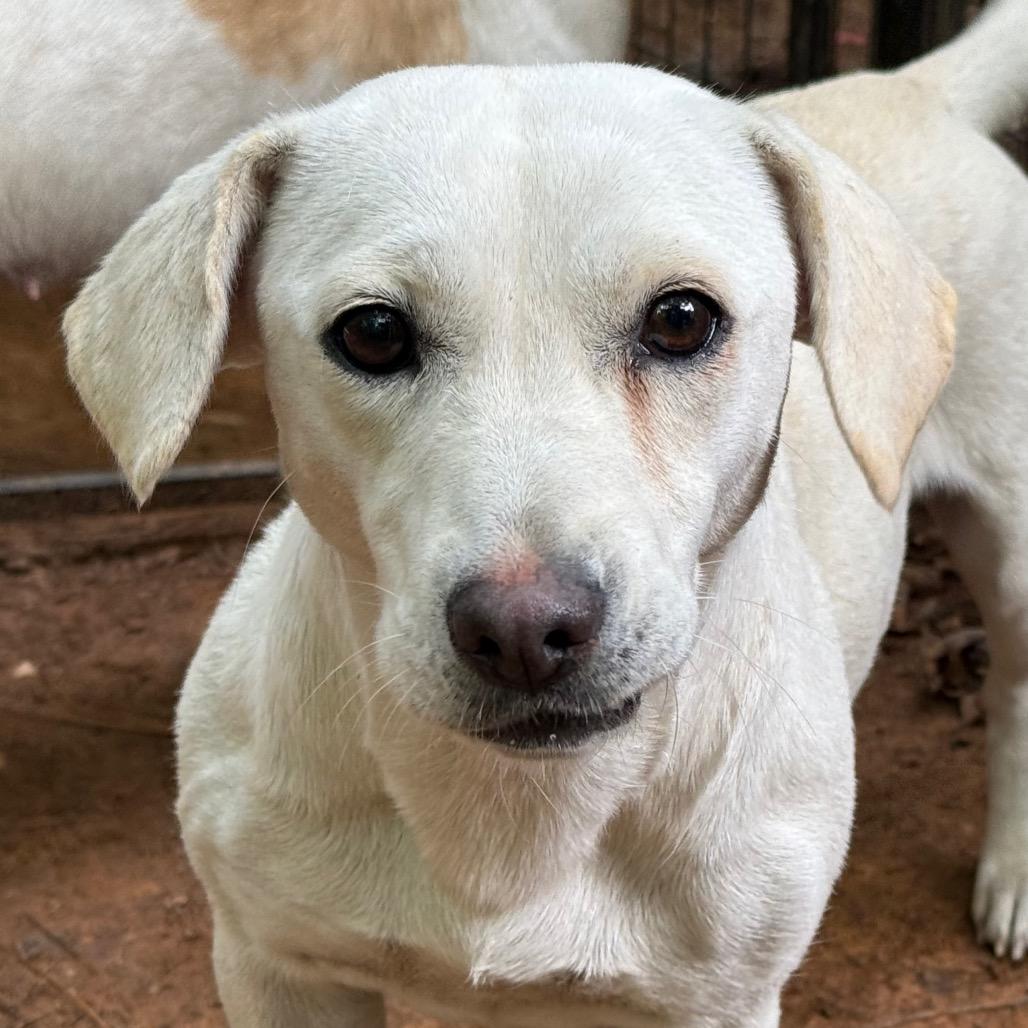Miranda, a Adoptable mixed breed in Aberdeen, NC image 5/5
