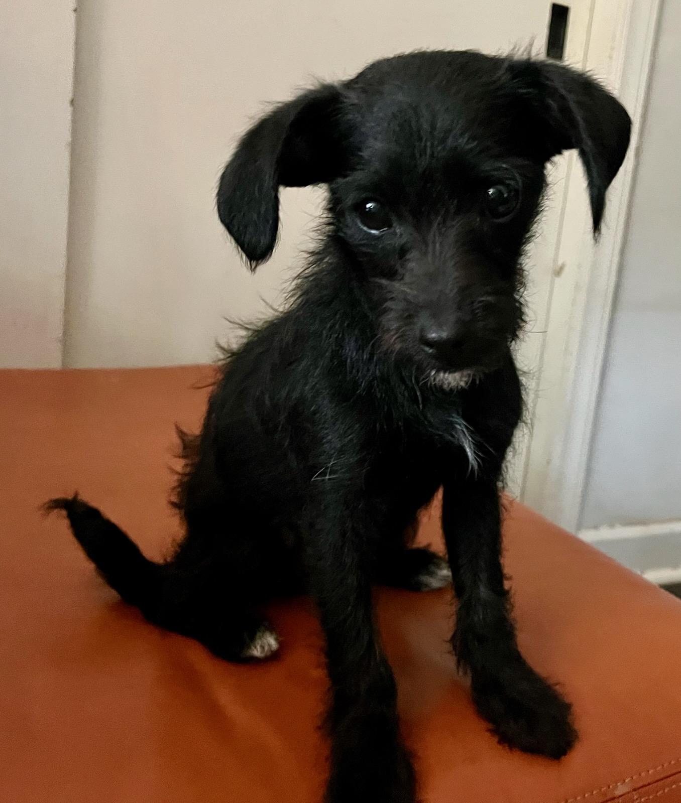Madrid, Adoptable, Puppy Female Chihuahua.