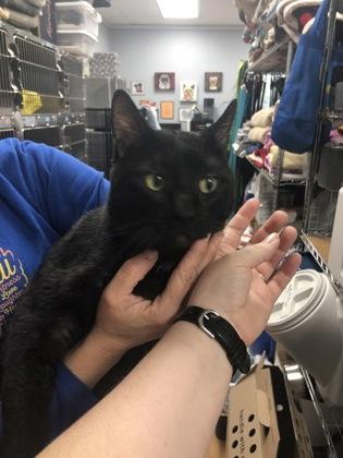 Enlarge Max, a Adoptable mixed breed in Hillsboro, OR image 1/3