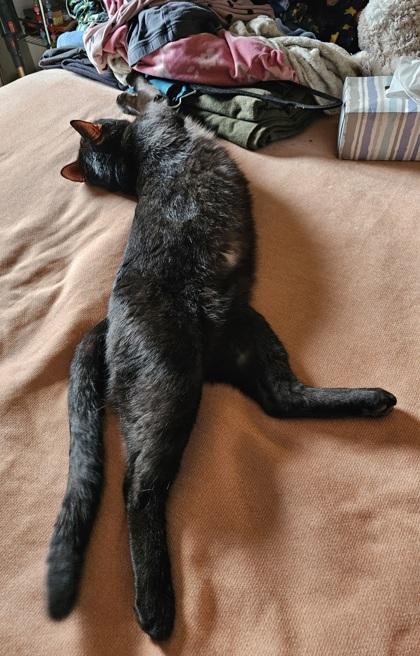 Enlarge Max, a Adoptable mixed breed in Hillsboro, OR image 3/3