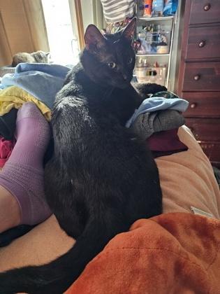Enlarge Max, a Adoptable mixed breed in Hillsboro, OR image 3/3