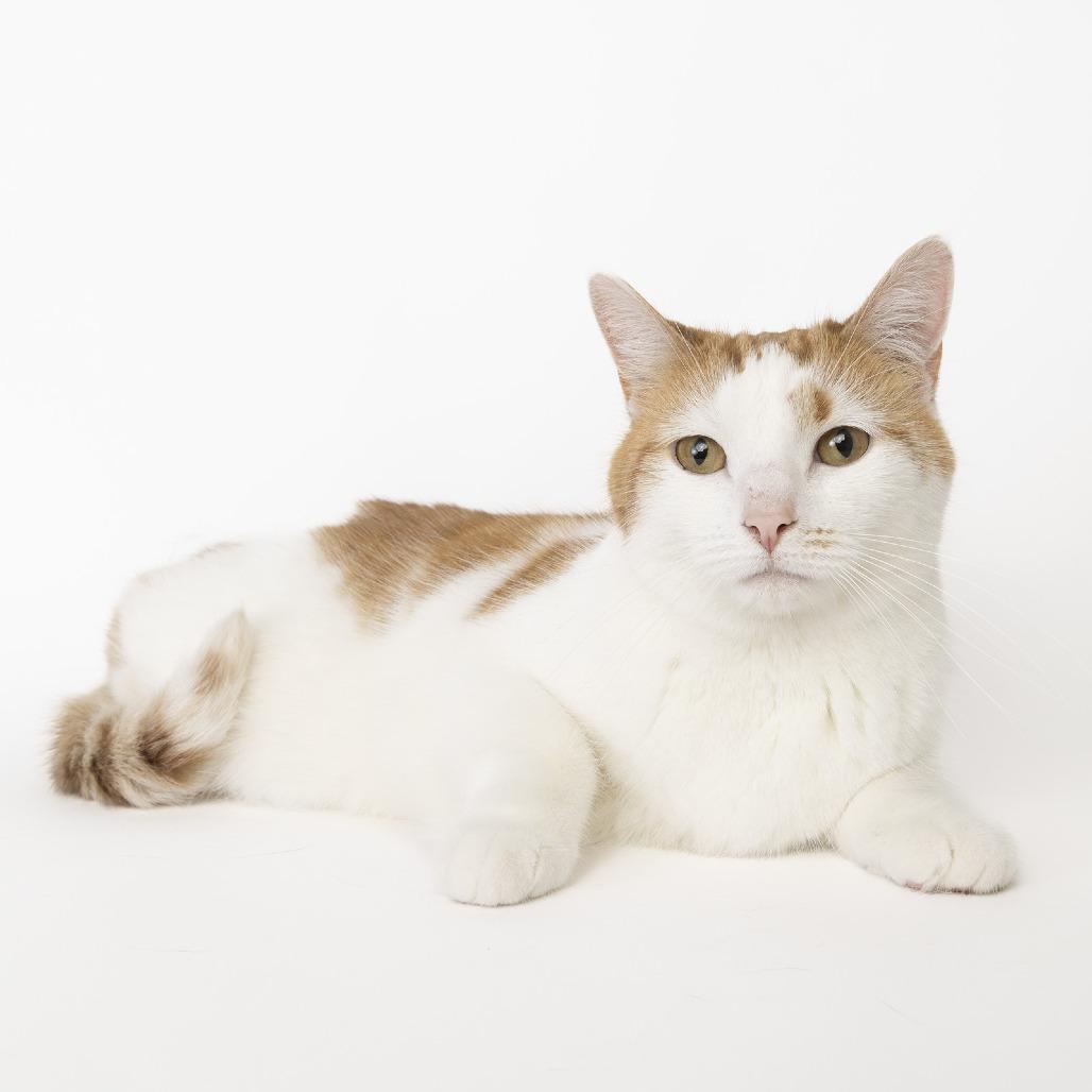 Ashley, a Adoptable Domestic Short Hair in Franklin, TN image 1/2