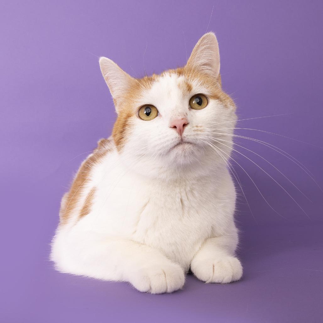Ashley, a Adoptable Domestic Short Hair in Franklin, TN image 2/2
