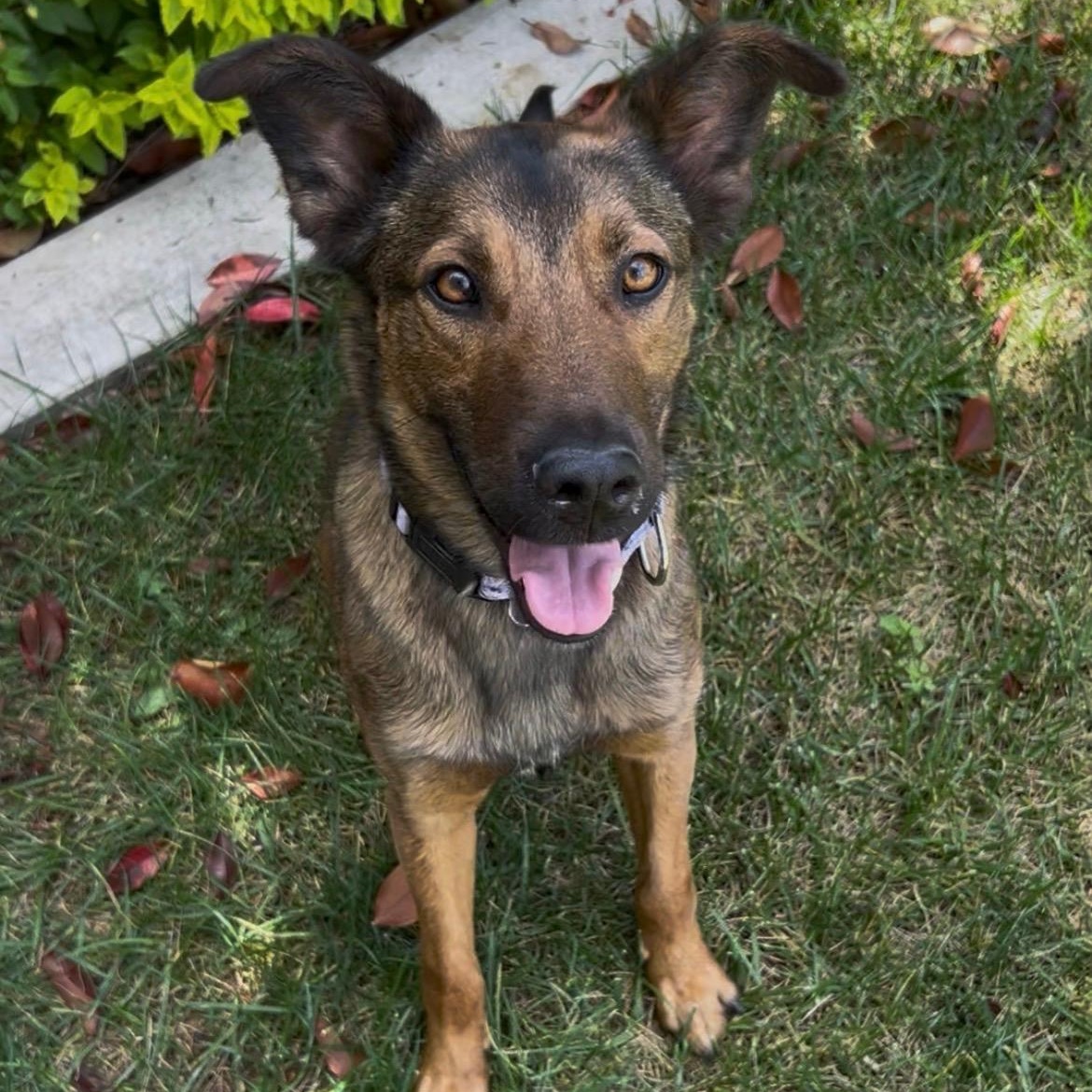 Paige, ADOPTABLE, Young Female Belgian Shepherd / Malinois.
