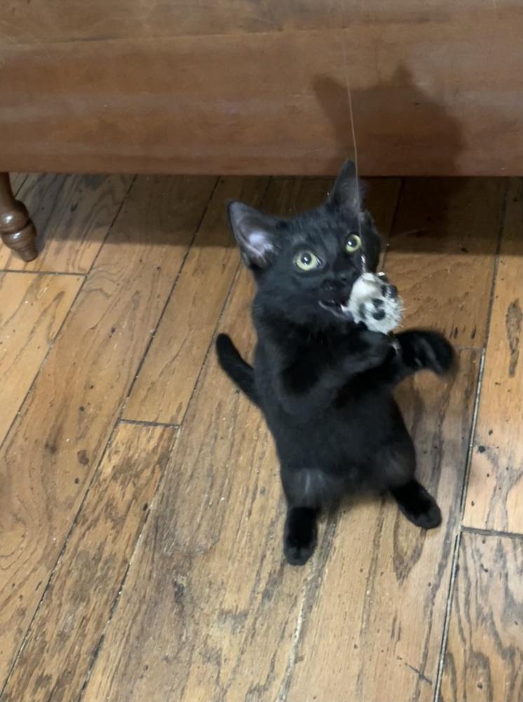 Enlarge Coal, a Adoptable Domestic Short Hair in Little Rock, AR image 2/6