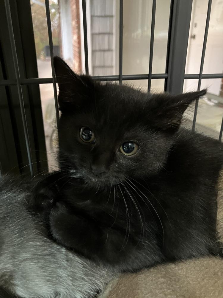 Enlarge Coal, a Adoptable Domestic Short Hair in Little Rock, AR image 1/1