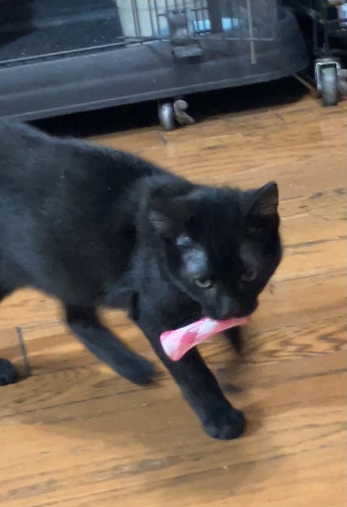 Enlarge Coal, a Adoptable Domestic Short Hair in Little Rock, AR image 6/6