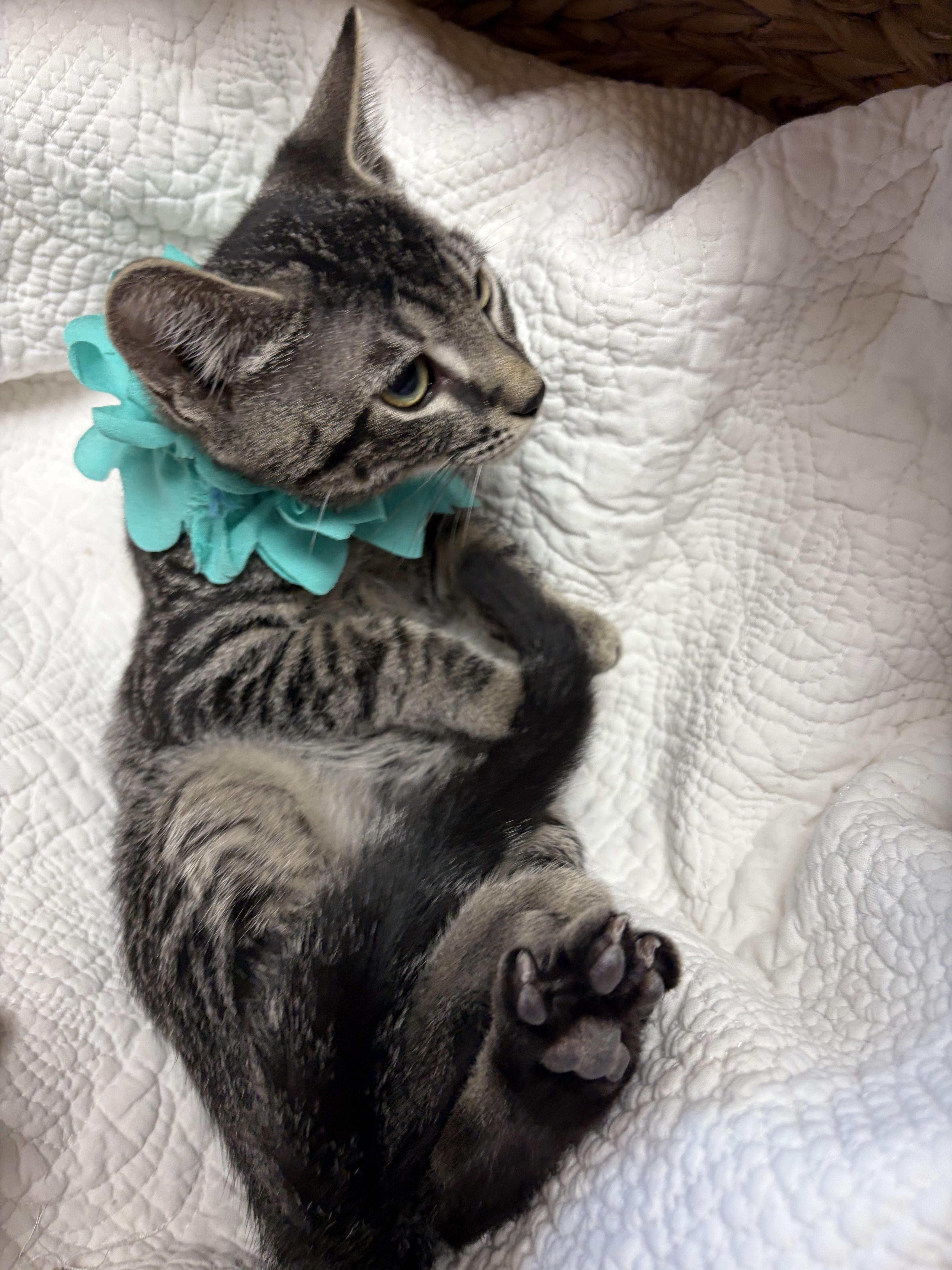 Basil, a ADOPTABLE mixed breed in Greensboro, NC image 3/6