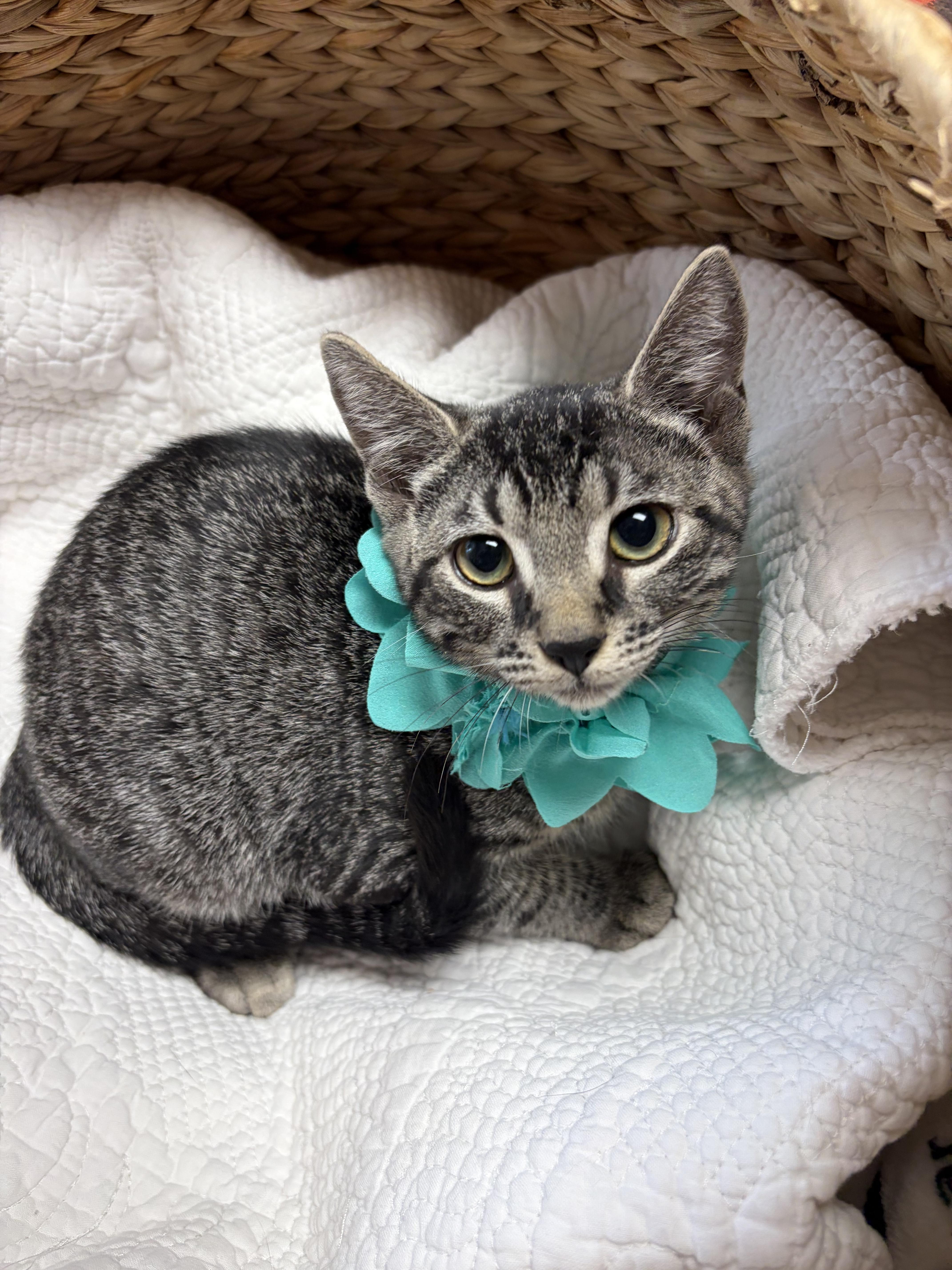 Basil, a ADOPTABLE mixed breed in Greensboro, NC image 6/6