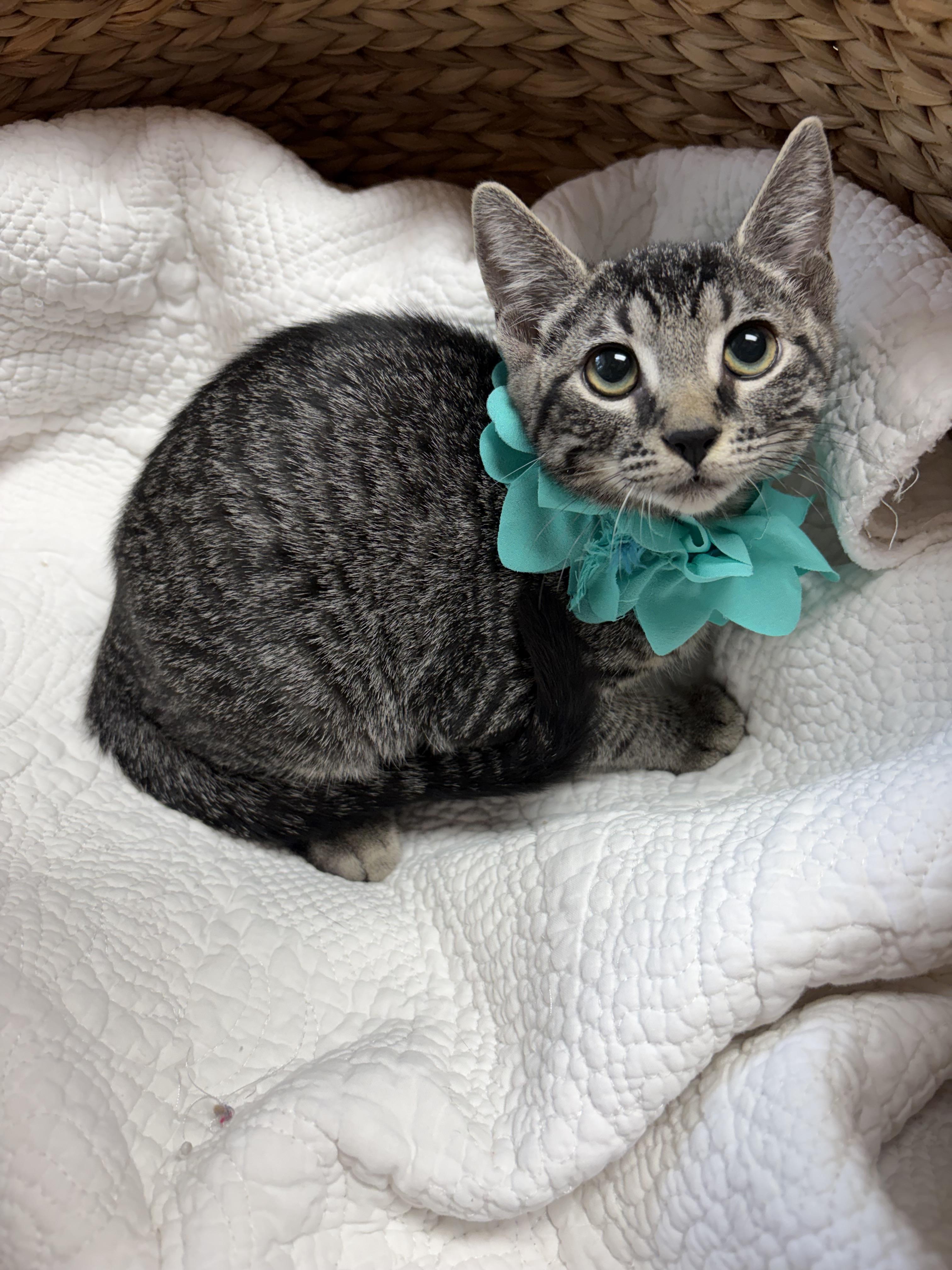 Basil, a ADOPTABLE mixed breed in Greensboro, NC image 4/6