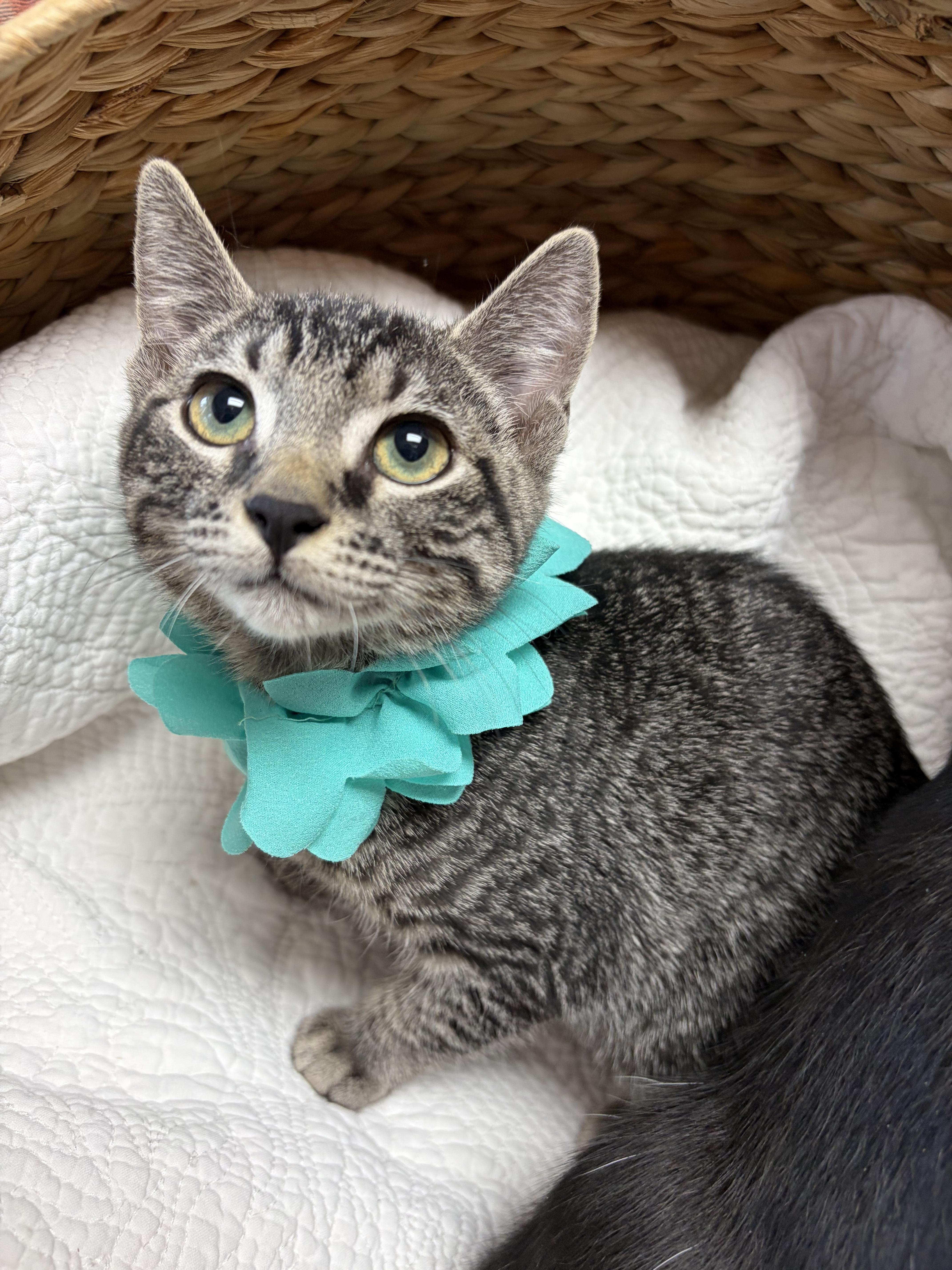 Basil, a ADOPTABLE mixed breed in Greensboro, NC image 1/6