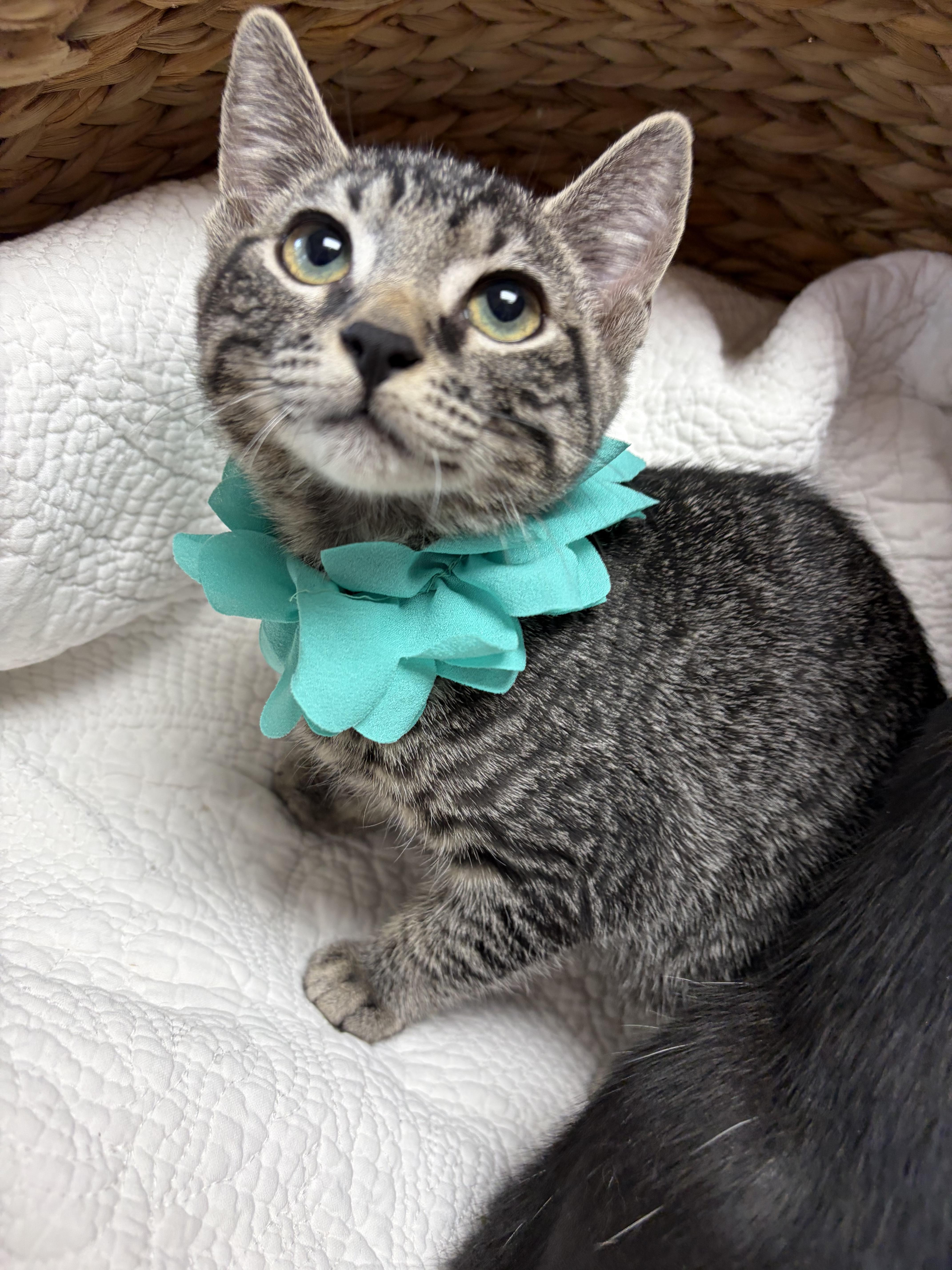 Basil, a ADOPTABLE mixed breed in Greensboro, NC image 5/6