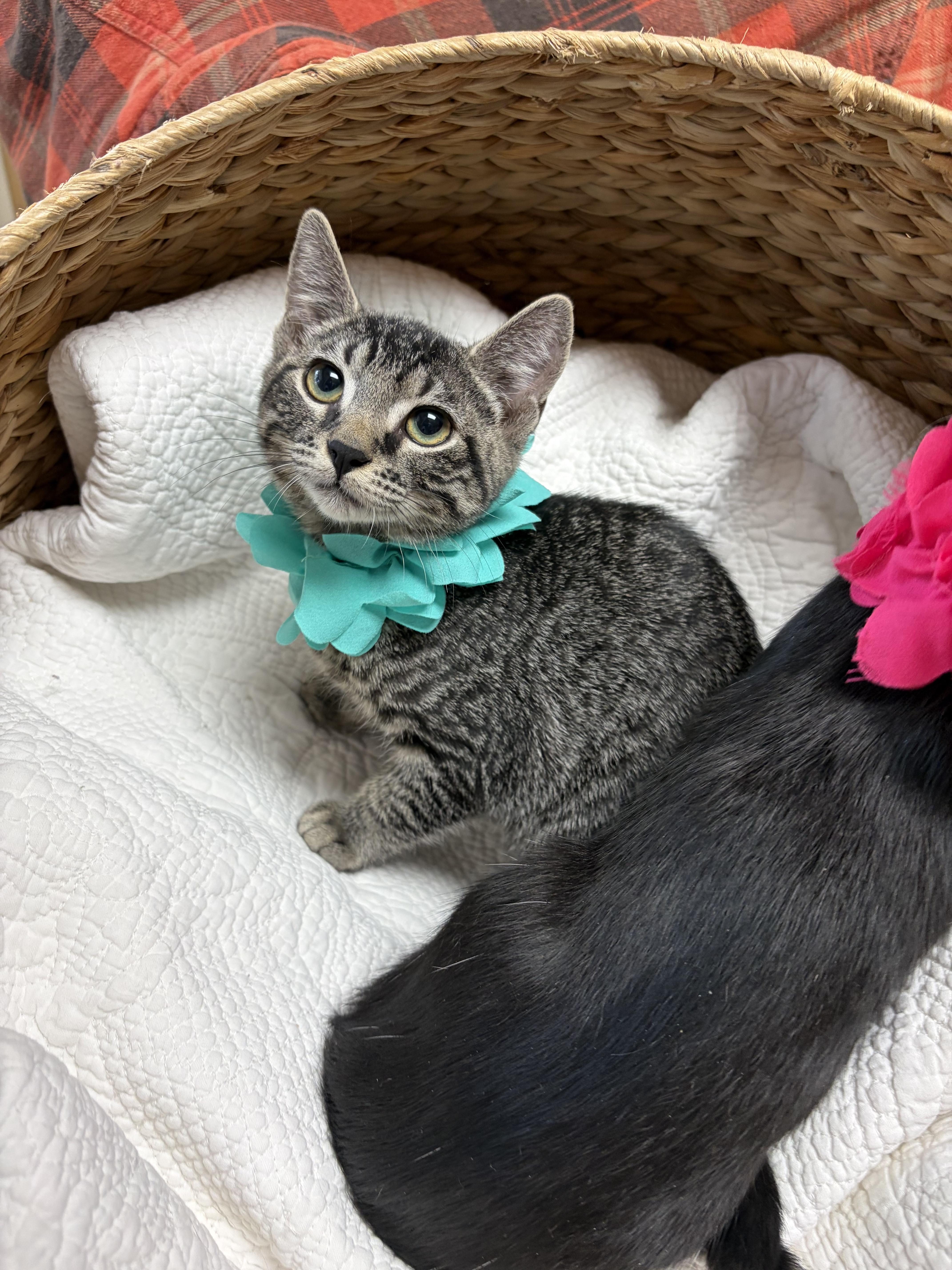 Basil, a ADOPTABLE mixed breed in Greensboro, NC image 2/6
