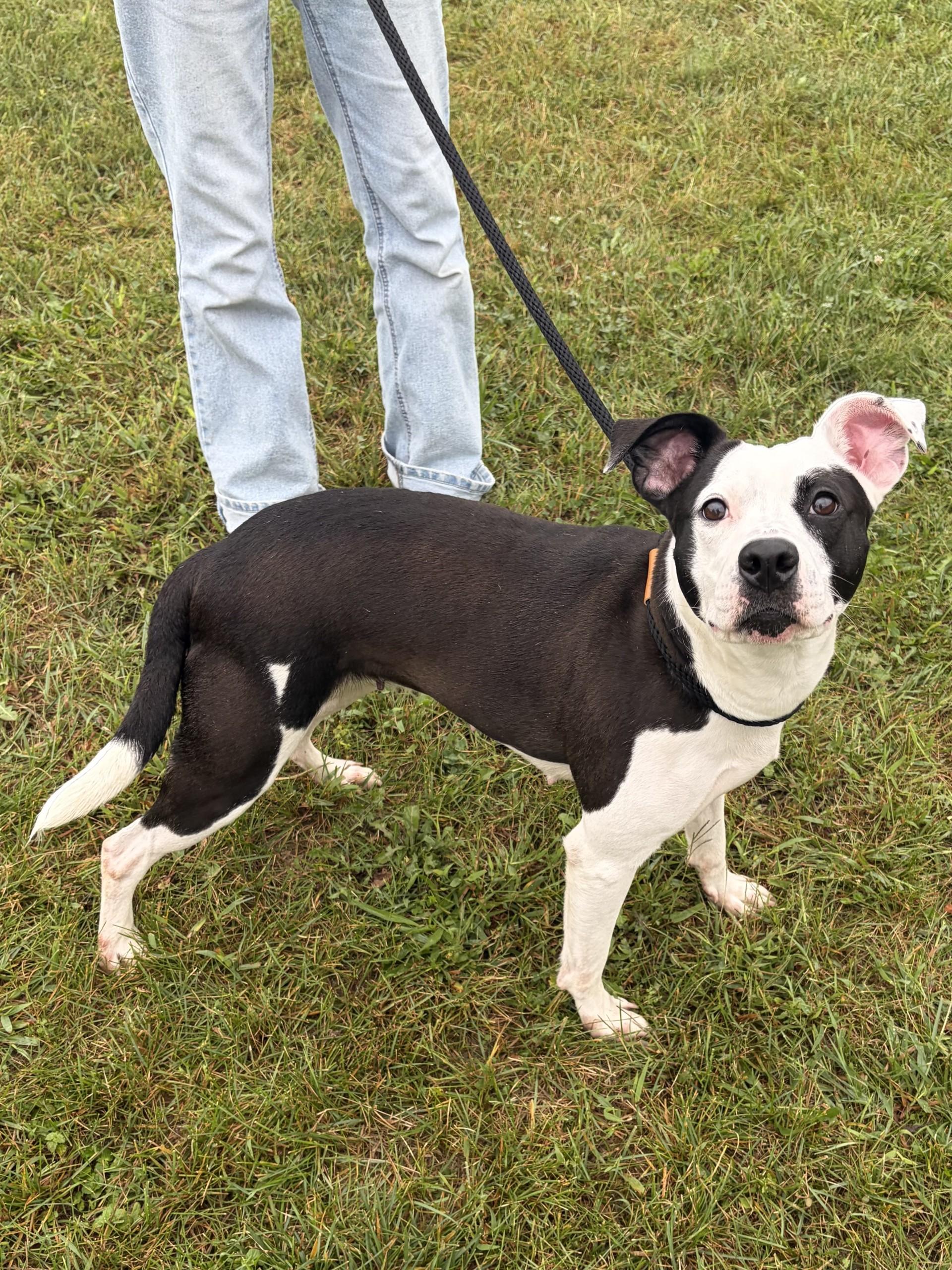 Enlarge Patches, a Adoptable Pit Bull Terrier in Winchester, VA image 2/3
