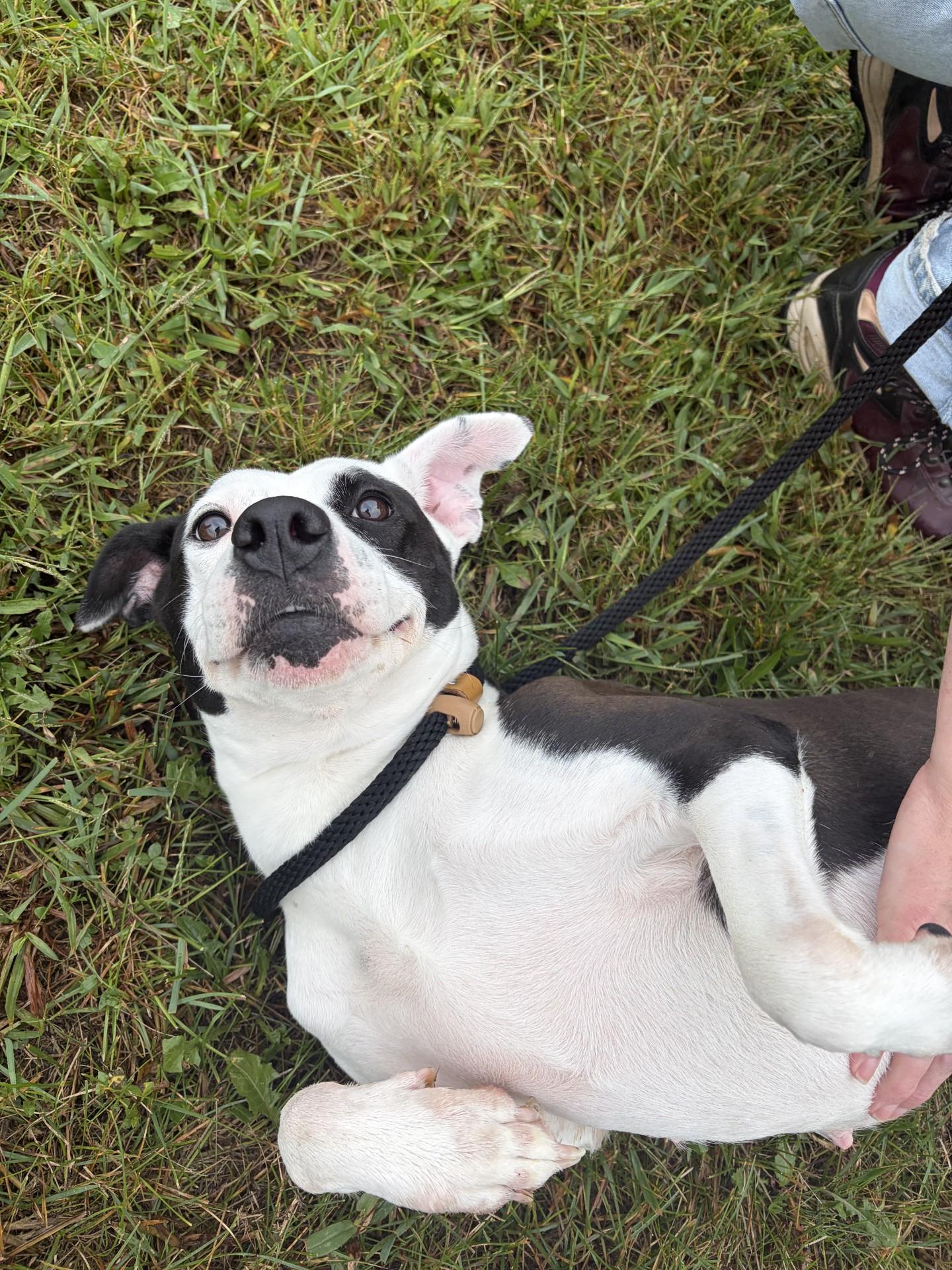 Enlarge Patches, a Adoptable Pit Bull Terrier in Winchester, VA image 3/3