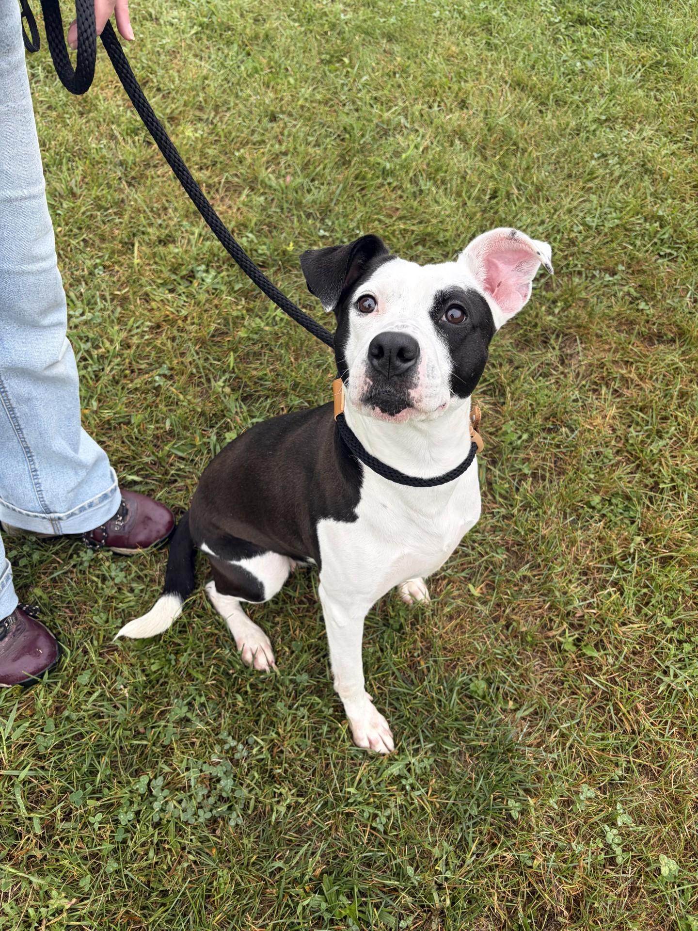 Patches, Adoptable, Adult Female Pit Bull Terrier.