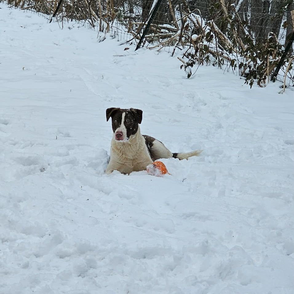 Potato $ thumbnail 2