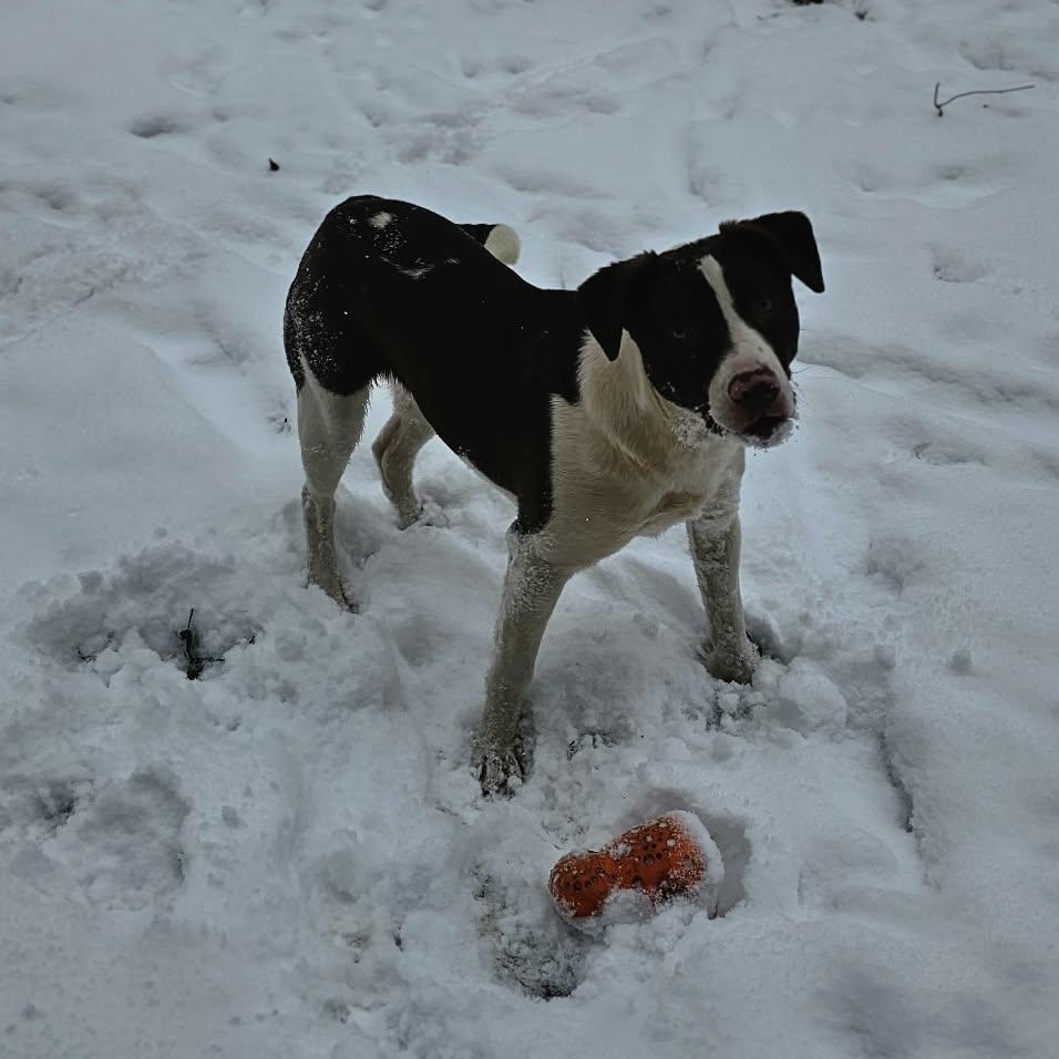 Enlarge Potato $195, a Adoptable mixed breed in Seneca, SC image 4/6