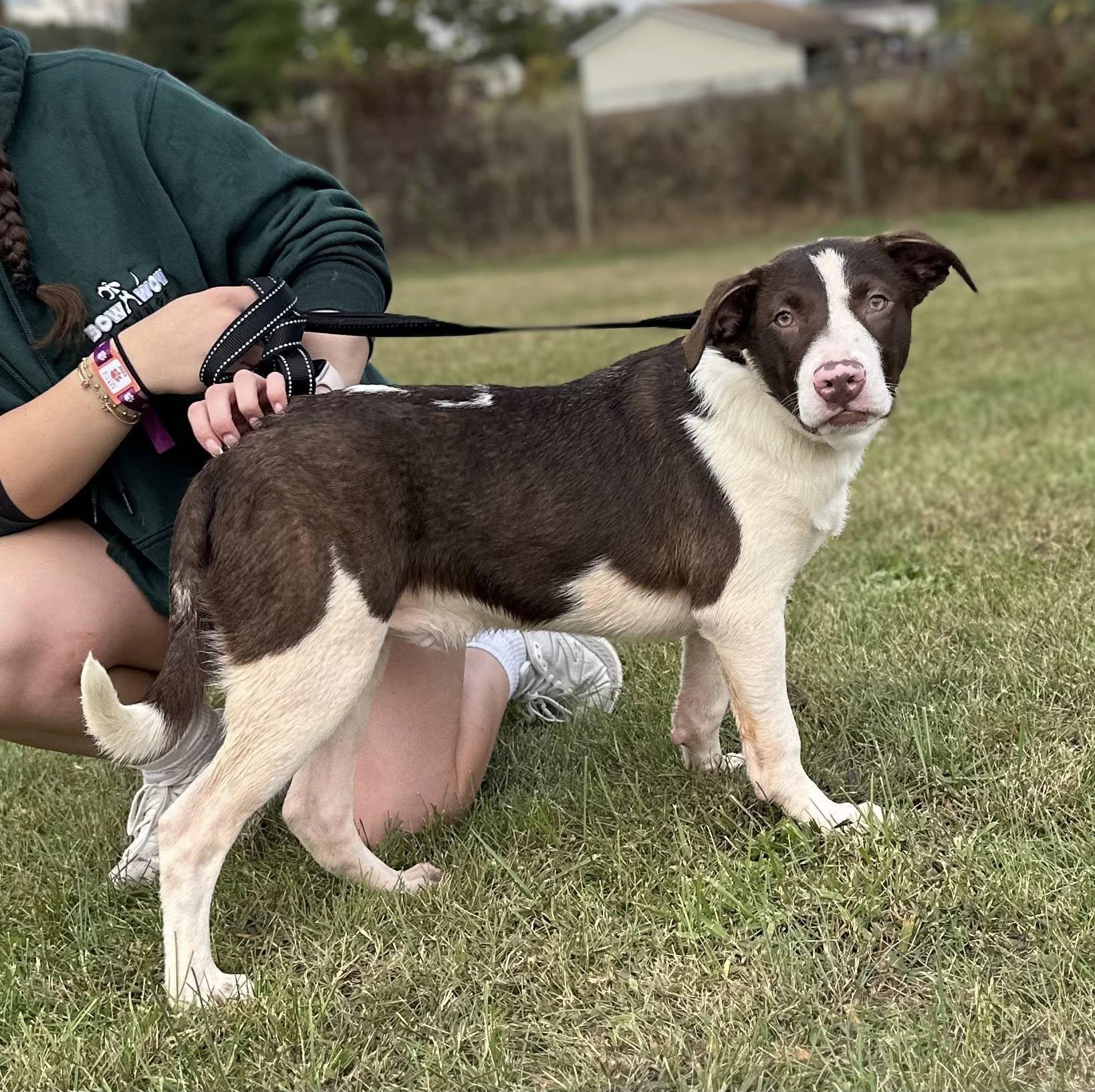 Potato $195, a Adoptable mixed breed in Seneca, SC image 1/3