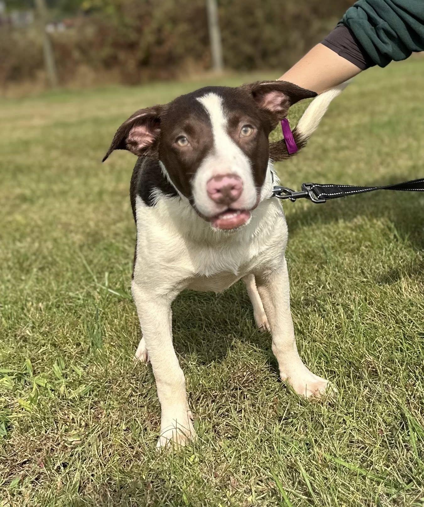Potato $195, a Adoptable mixed breed in Seneca, SC image 3/3