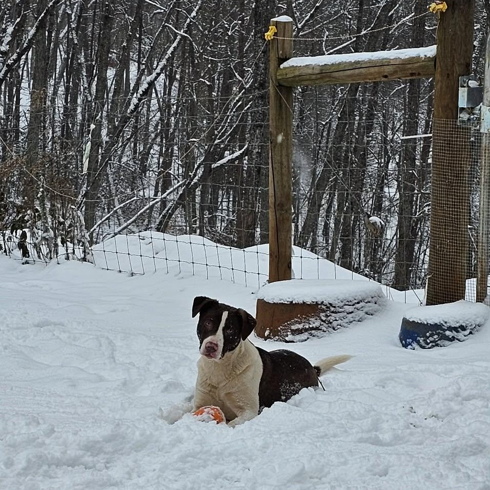 Potato $ thumbnail 5