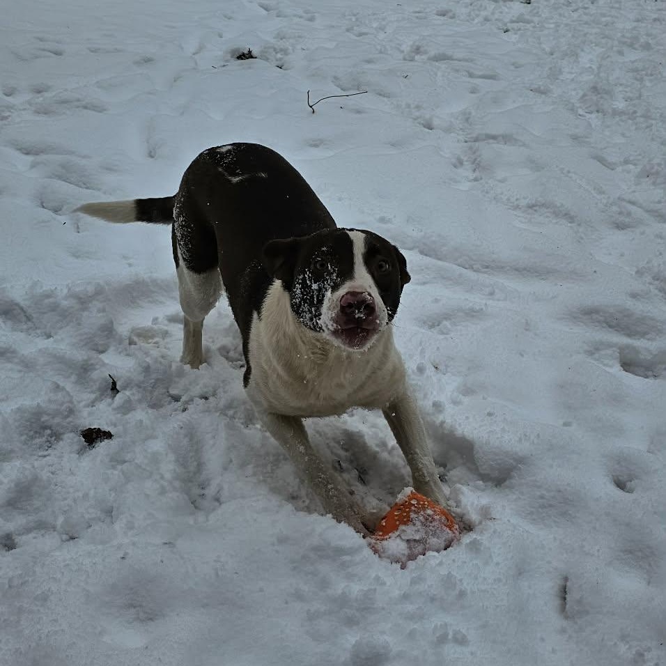 Enlarge Potato $195, a Adoptable mixed breed in Seneca, SC image 6/6
