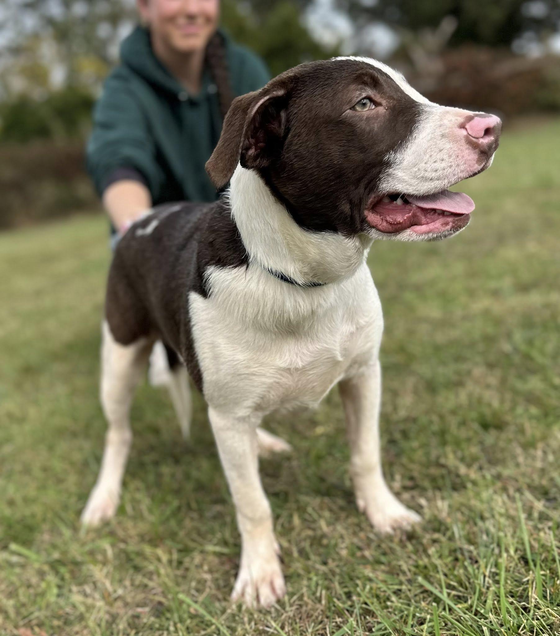 Potato $195, a Adoptable mixed breed in Seneca, SC image 2/3