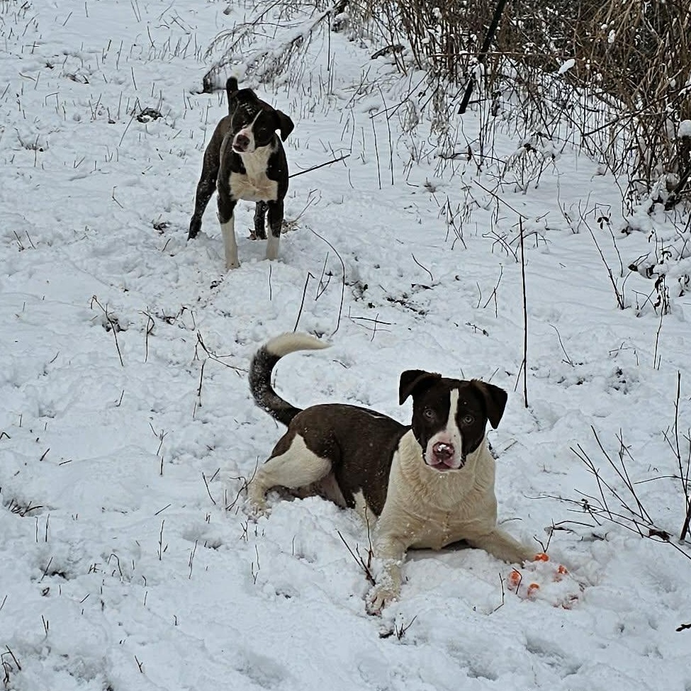 Enlarge Potato $195, a Adoptable mixed breed in Seneca, SC image 2/6