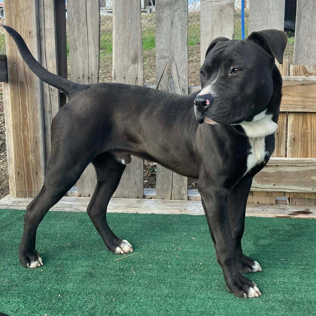 Enlarge Travis, a Adoptable Mixed Breed in Pulaski, TN image 2/3