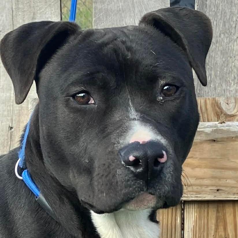 Enlarge Travis, a Adoptable Mixed Breed in Pulaski, TN image 3/3