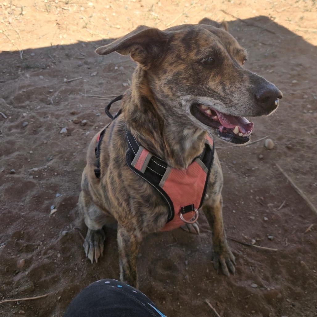 Enlarge Gypsy, a Adoptable Plott Hound in Taos, NM image 1/6