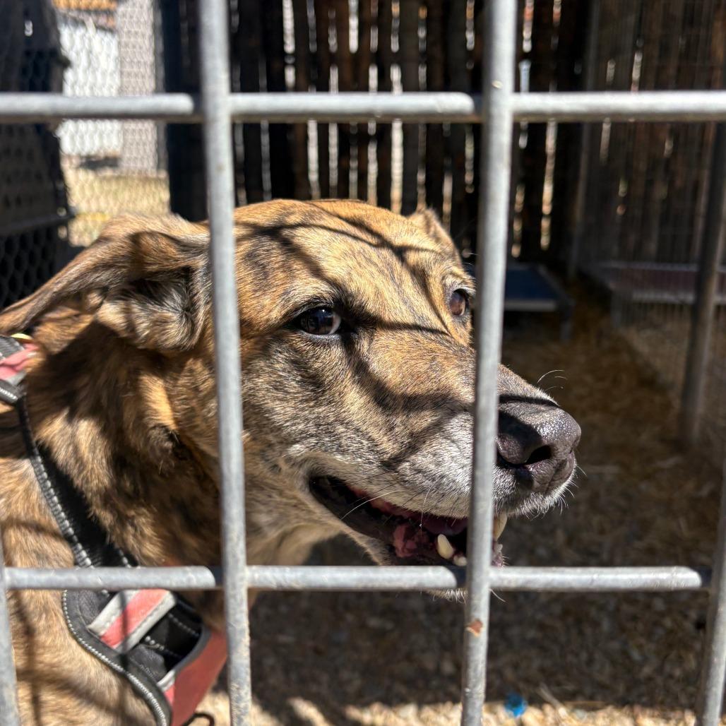 Enlarge Gypsy, a Adoptable Plott Hound in Taos, NM image 2/6