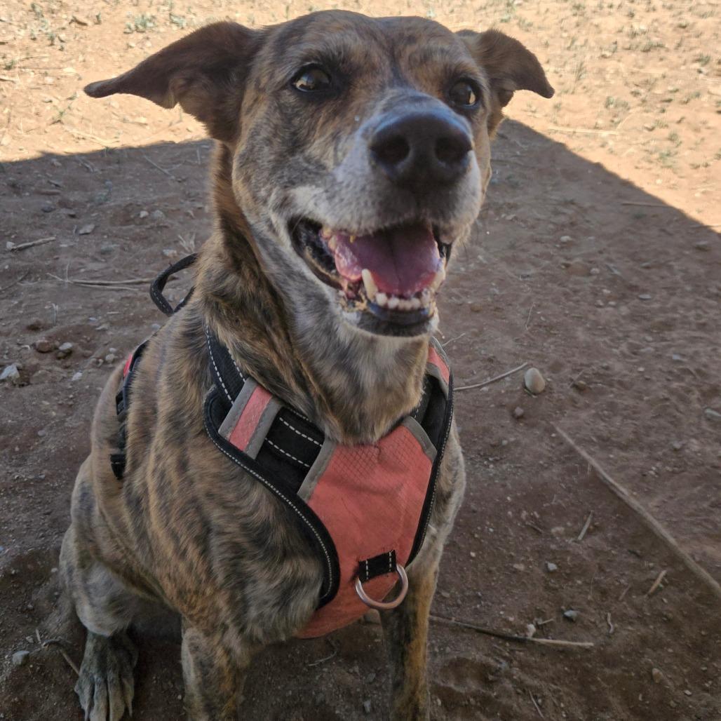 Enlarge Gypsy, a Adoptable Plott Hound in Taos, NM image 3/6