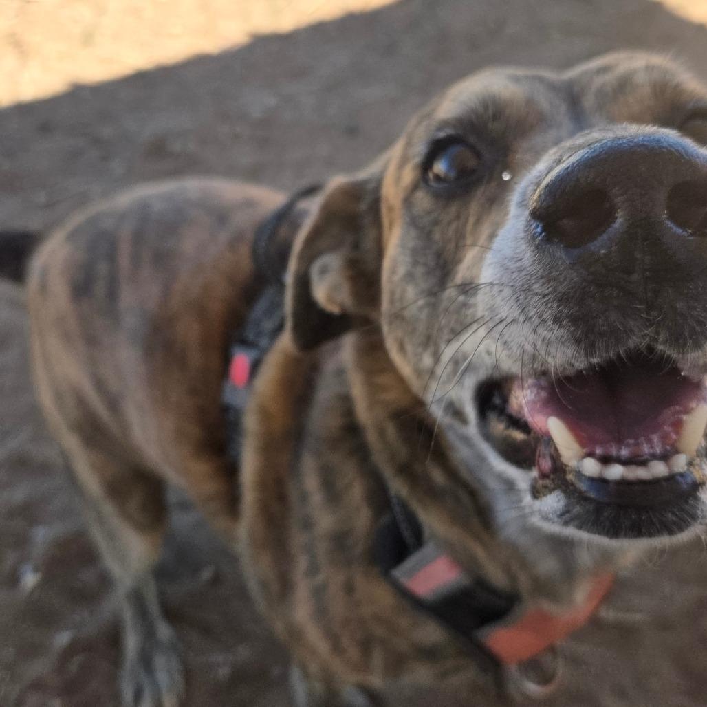 Enlarge Gypsy, a Adoptable Plott Hound in Taos, NM image 4/6