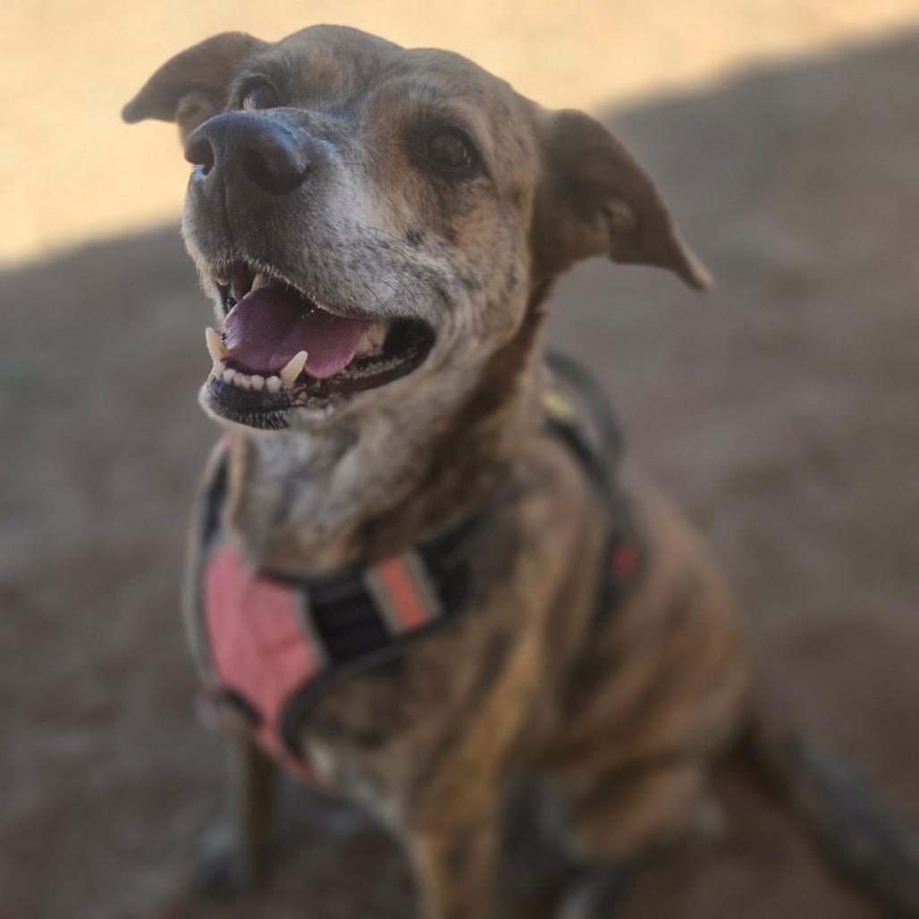 Enlarge Gypsy, a Adoptable Plott Hound in Taos, NM image 5/6
