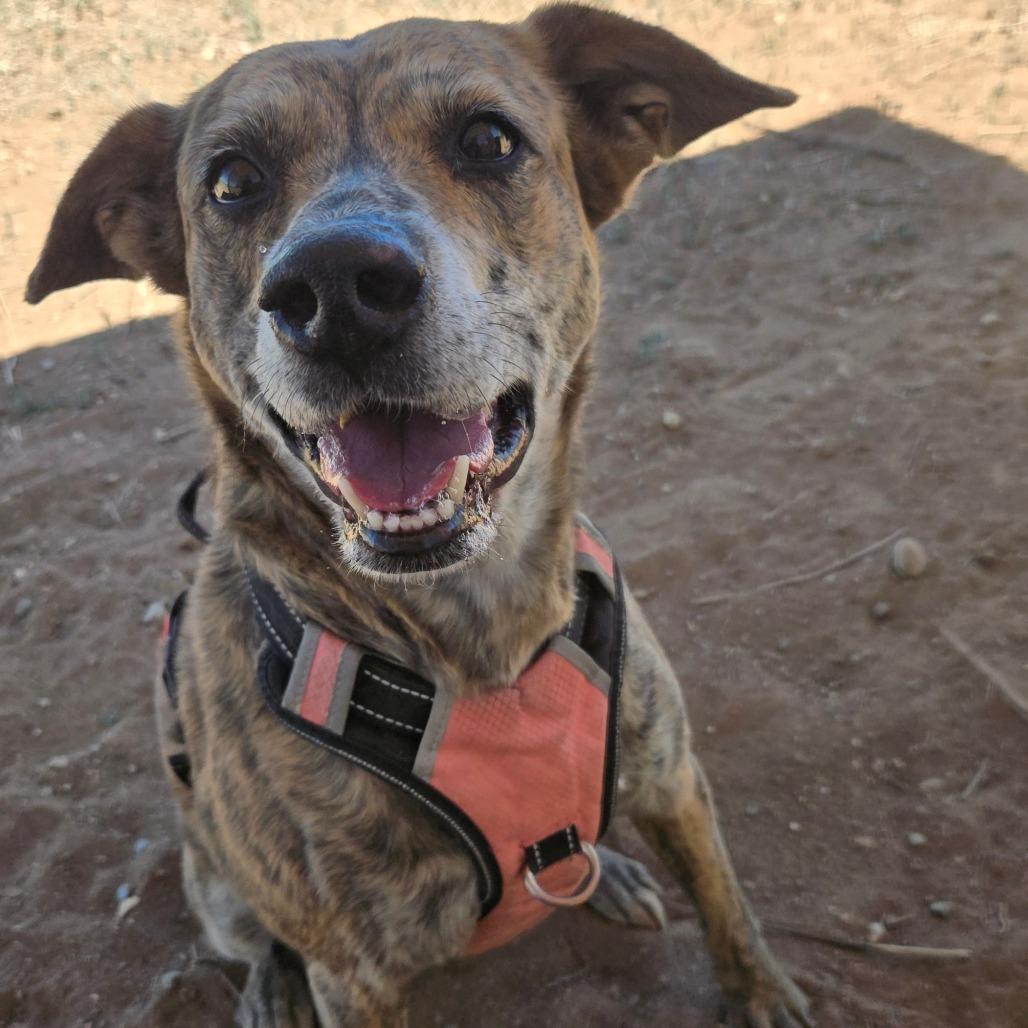 Enlarge Gypsy, a Adoptable Plott Hound in Taos, NM image 6/6