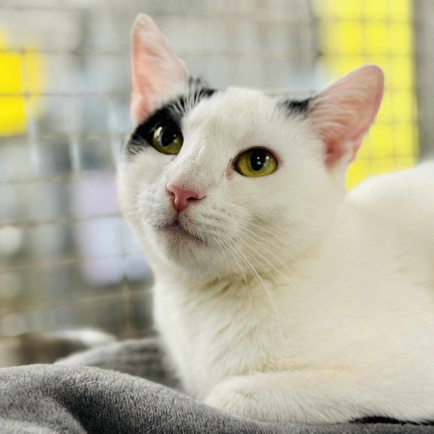 Enlarge Beth , a ADOPTABLE Domestic Short Hair in Jackson, NJ image 1/2