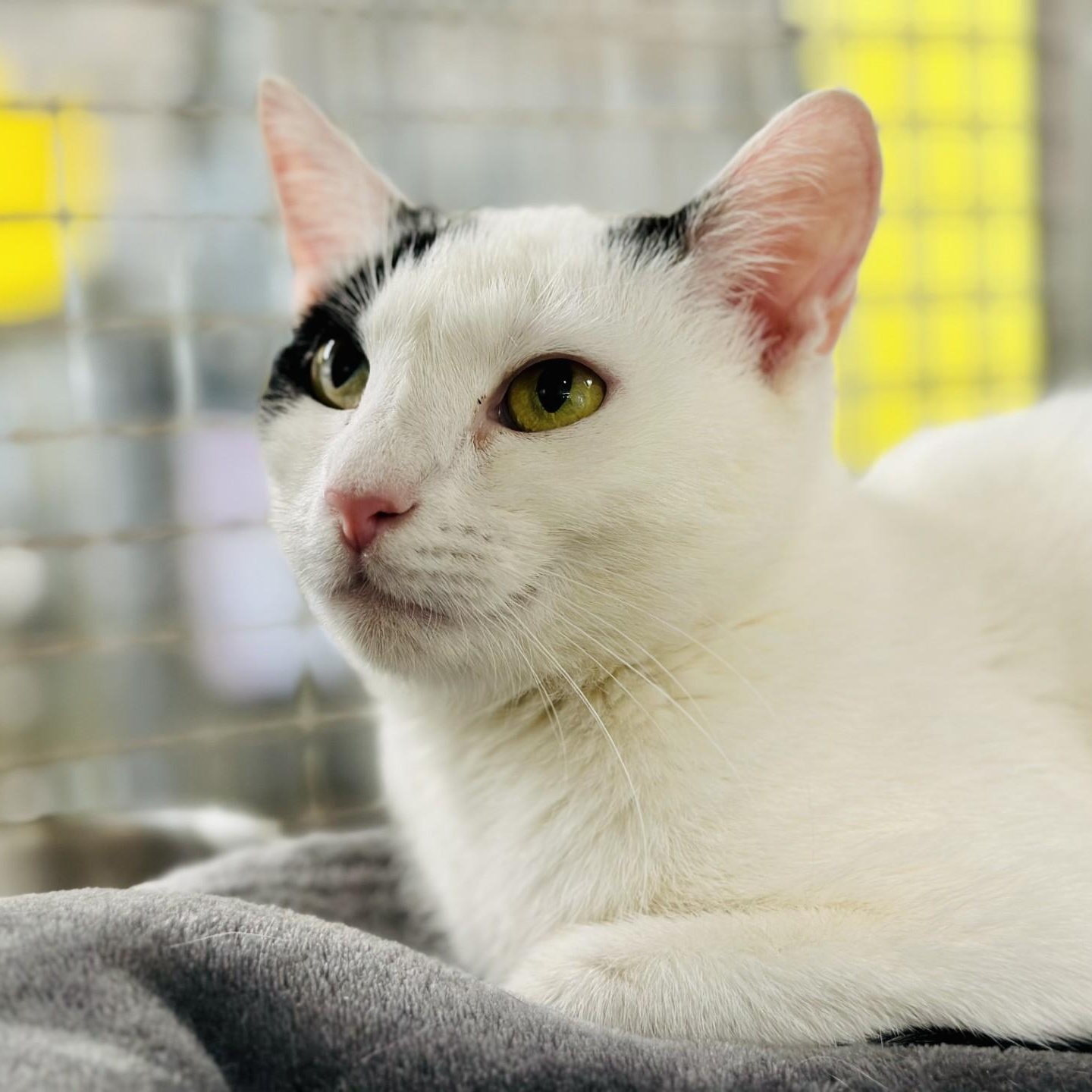 Enlarge Beth , a ADOPTABLE Domestic Short Hair in Jackson, NJ image 2/2