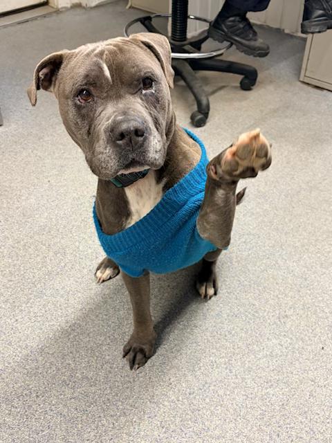 Didi, a ADOPTABLE mixed breed in Turners Falls, MA image 2/4