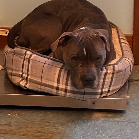 Didi, a ADOPTABLE mixed breed in Turners Falls, MA image 1/3